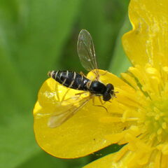 Sphaerophoria bifurcata