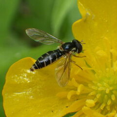 Sphaerophoria bifurcata