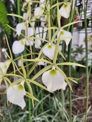 Brassavola tuberculata