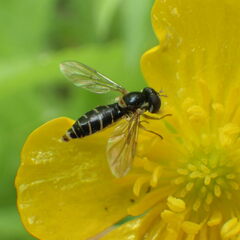 Sphaerophoria bifurcata