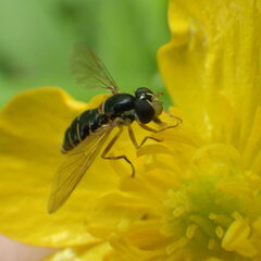 Sphaerophoria bifurcata