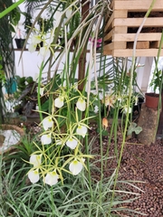 Brassavola tuberculata