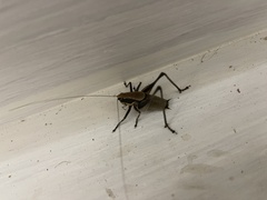 Eupholidoptera smyrnensis