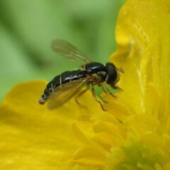 Sphaerophoria bifurcata