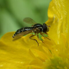 Sphaerophoria bifurcata