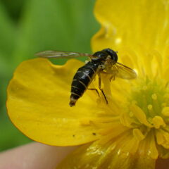 Sphaerophoria bifurcata