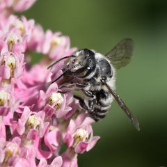 Megachile texana