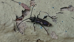 Physocnemum brevilineum