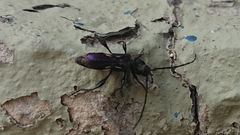 Physocnemum brevilineum