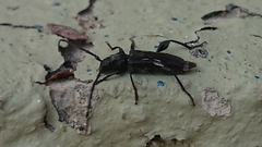 Physocnemum brevilineum