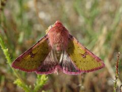 Heliothis incarnata