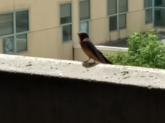 Hirundo rustica