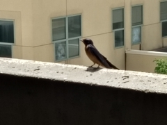 Hirundo rustica