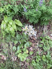 Senecio integerrimus ochroleucus