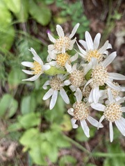Senecio integerrimus ochroleucus