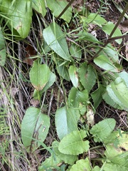 Senecio integerrimus ochroleucus