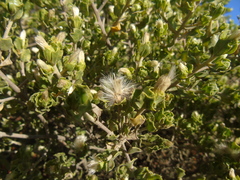 Baccharis macraei