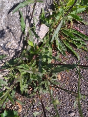 Crepis capillaris