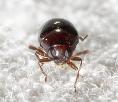 Calymmaderus nitidus