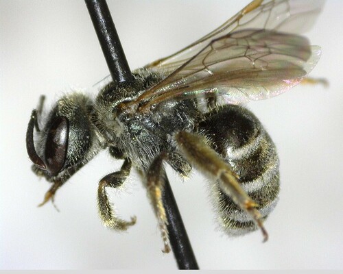 iNaturalist observation photo of Tripartite Sweat Bee
