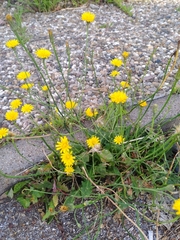 Crepis capillaris