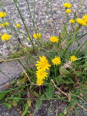 Crepis capillaris
