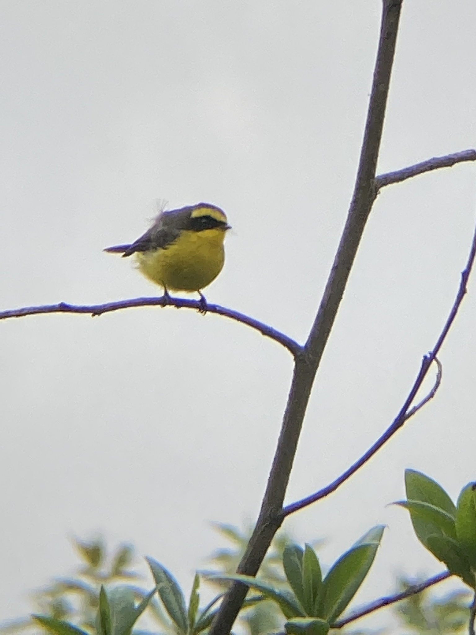Yellow-bellied Fantail