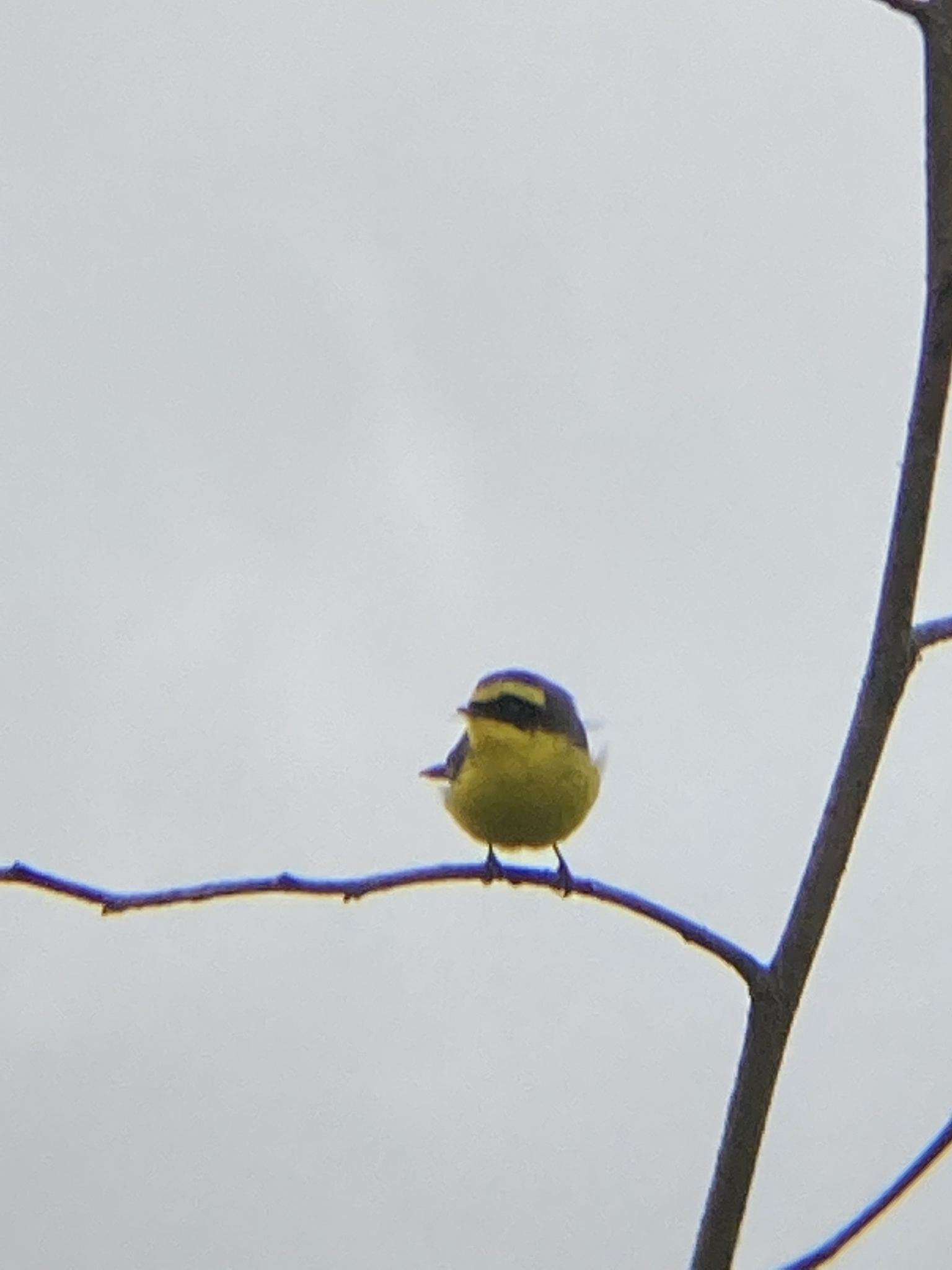 Yellow-bellied Fantail