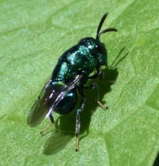 Euperilampus triangularis