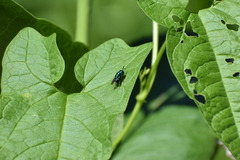 Euperilampus triangularis