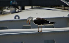 Larus fuscus