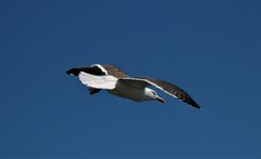 Larus fuscus