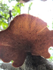 Pseudofavolus cucullatus