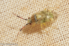 Eurystylus bellevoyei