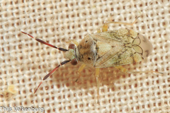 Eurystylus bellevoyei