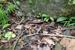 Leptogomphus sauteri