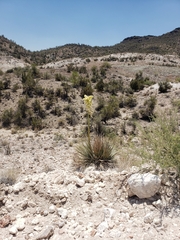 Nolina bigelovii