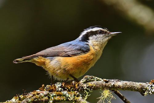 Red-breasted Nuthatch, photo 8 of 8