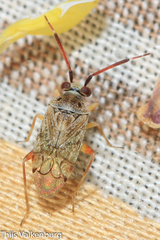 Eurystylus bellevoyei