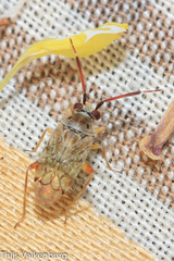 Eurystylus bellevoyei