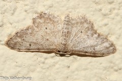 Idaea incisaria