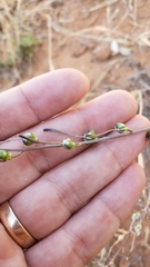 Chlorogalum grandiflorum