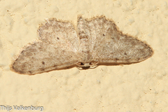 Idaea incisaria