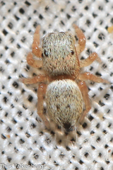 Heliophanus agricola