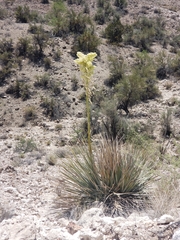 Nolina bigelovii