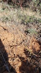 Chlorogalum grandiflorum