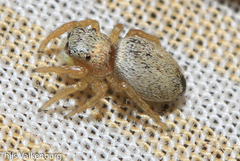Heliophanus agricola