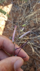 Chlorogalum grandiflorum