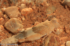 Sphingonotus azurescens