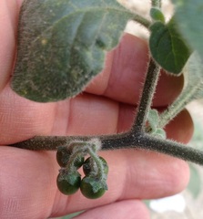 Solanum villosum